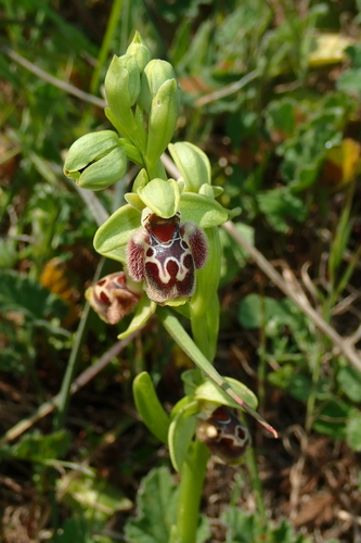 Ophrys umbilicata (Ophrys umbilicata)