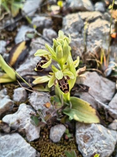 Ophrys umbilicata (Ophrys umbilicata)