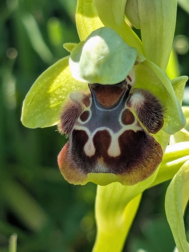 Ophrys umbilicata (Ophrys umbilicata)