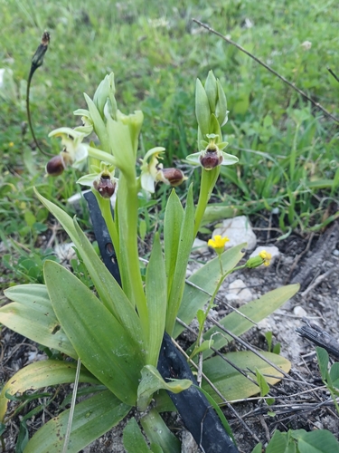 Ophrys umbilicata (Ophrys umbilicata)