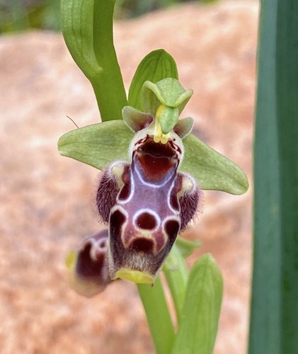 Ophrys umbilicata (Ophrys umbilicata)