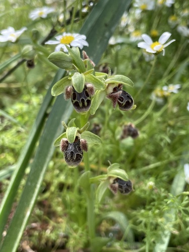 Ophrys umbilicata (Ophrys umbilicata)