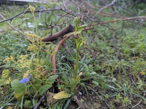 Ophrys umbilicata (Ophrys umbilicata)