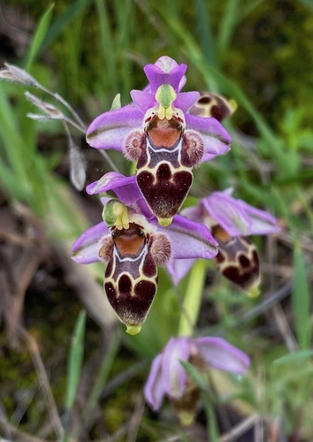 Ophrys umbilicata (Ophrys umbilicata)