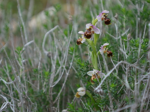 Ophrys umbilicata (Ophrys umbilicata)