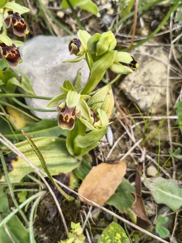 Ophrys umbilicata (Ophrys umbilicata)