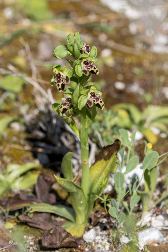 Ophrys umbilicata (Ophrys umbilicata)