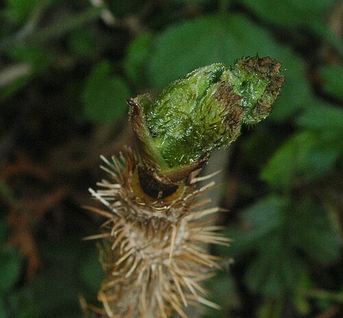 Oplopanax elatus: Oplopanax elatus in spring