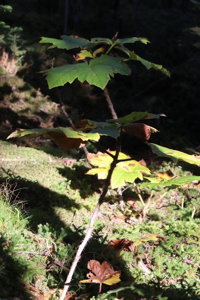 Oplopanax elatus (Oplopanax elatus)