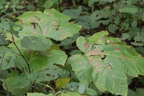 Oplopanax elatus (Oplopanax elatus)