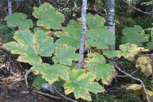 Oplopanax elatus (Oplopanax elatus)