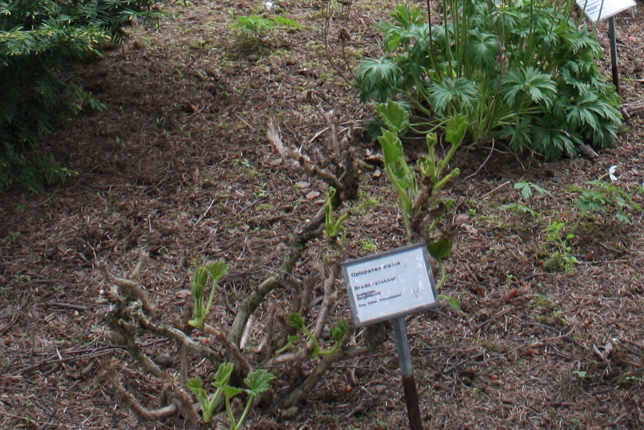 Oplopanax elatus: Japanese devil's-club (Oplopanax elatus) getting leaves in Grasagarður Reykjavíkur the Reykjavik Botanic Garden
