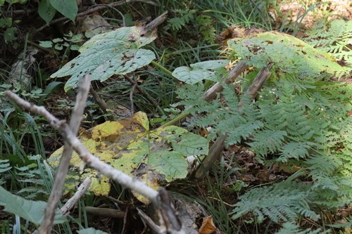 Oplopanax elatus (Oplopanax elatus)