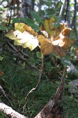 Oplopanax elatus (Oplopanax elatus)
