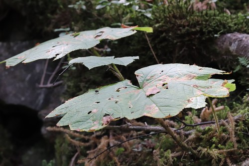 Oplopanax elatus (Oplopanax elatus)