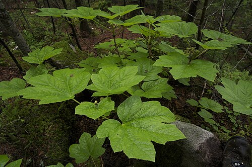 Oplopanax elatus: Дудов С.В. Фотография живых растений образца MW0107593 из коллекции "Гербарий МГУ" // Депозитарий живых систем "Ноев Ковчег" (направление "Растения"): Электронн