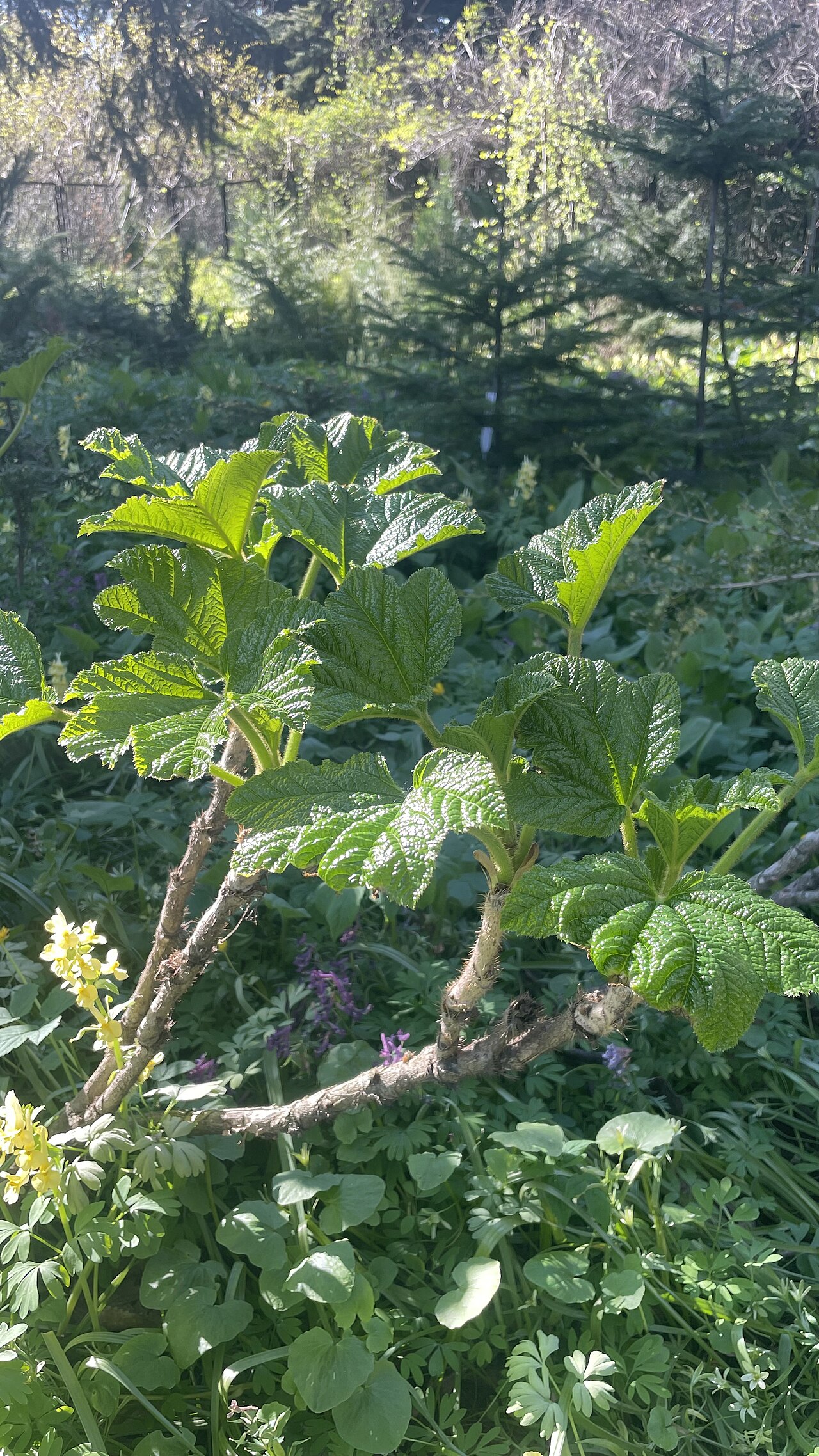 Oplopanax elatus: Oplopanax elatus в Park-arboretum of Saint Petersburg Botanical Garden