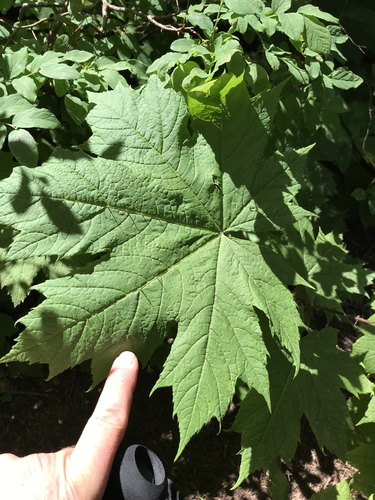 Devil's club (Oplopanax horridus)