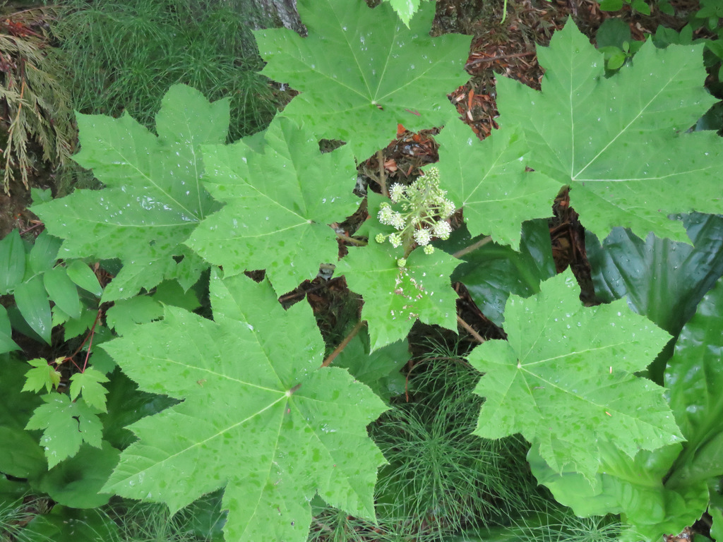 Devil's club (Oplopanax horridus)