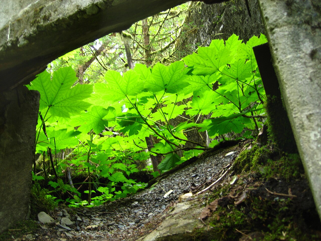 Devil's club: Devil's club Oplopanax horridus near Treadwell Ditch Mine Ruins