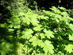 Devil's club (Oplopanax horridus)