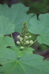 Devil's club (Oplopanax horridus)