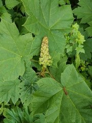 Devil's club (Oplopanax horridus)