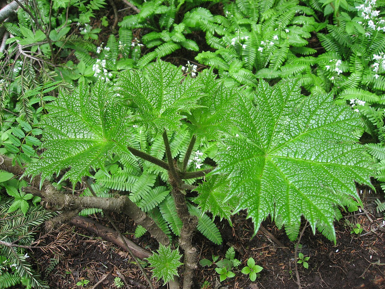 Oplopanax japonicus: 尾瀬国立公園帝釈山でハリブキ