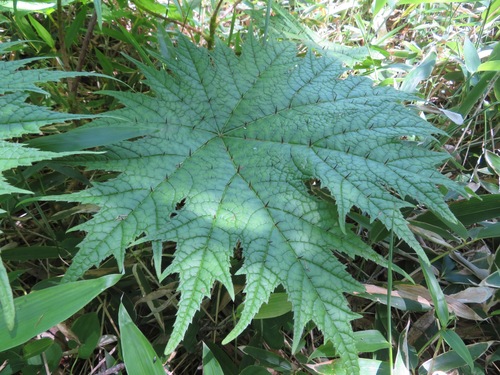 Oplopanax japonicus (Oplopanax japonicus)