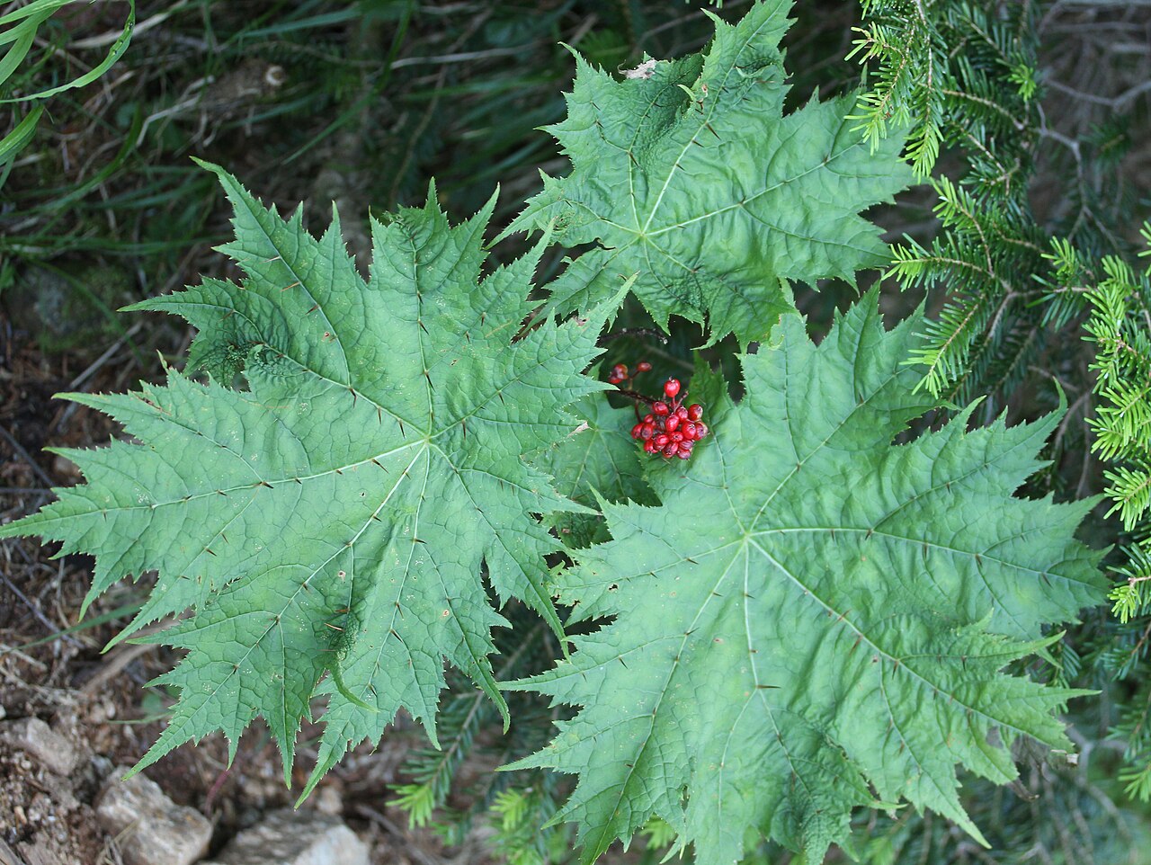 Oplopanax japonicus: Oplopanax japonicus , in Mount Kosumo of Kiso Mountains , Nagano pref., Japan.