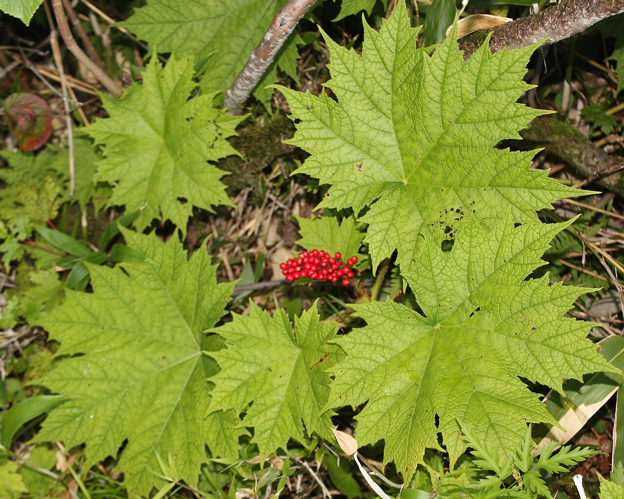 Oplopanax japonicus: Oplopanax japonicus , in Mount Haku , Gifu pref., Japan.
