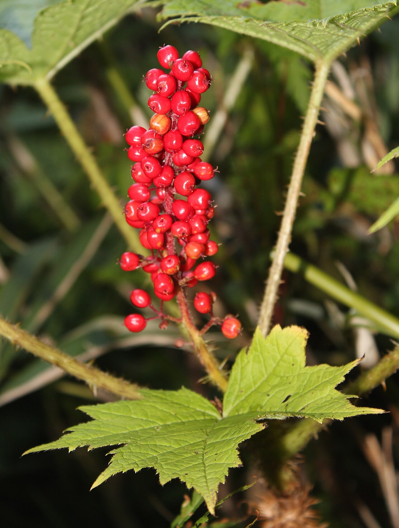 Oplopanax japonicus: Fruits of Oplopanax japonicus , in Mount Haku , Gifu pref., Japan.