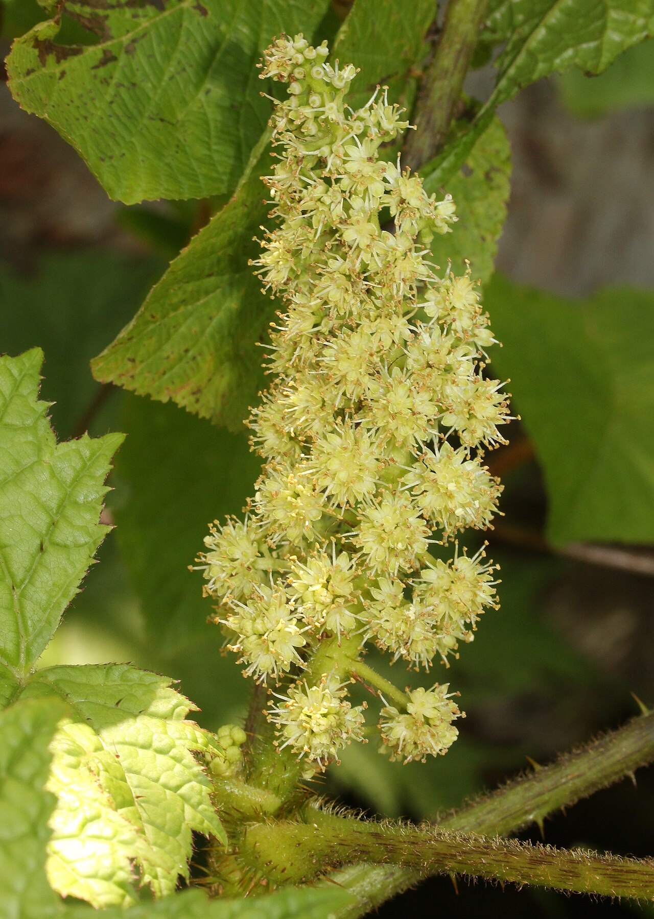 Oplopanax japonicus: Flower of Oplopanax japonicus , in Mount Haku , Gifu pref., Japan.