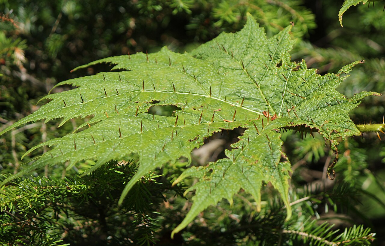 Oplopanax japonicus: Oplopanax japonicus , leaf with thorns in Mount Haku , Gifu pref., Japan.