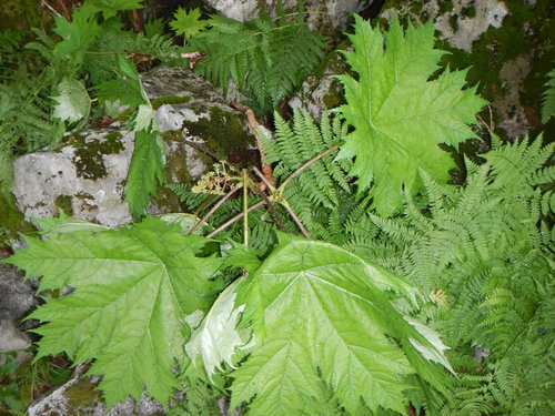 Oplopanax japonicus (Oplopanax japonicus)