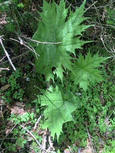 Oplopanax japonicus (Oplopanax japonicus)