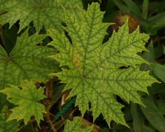 Oplopanax japonicus (Oplopanax japonicus)