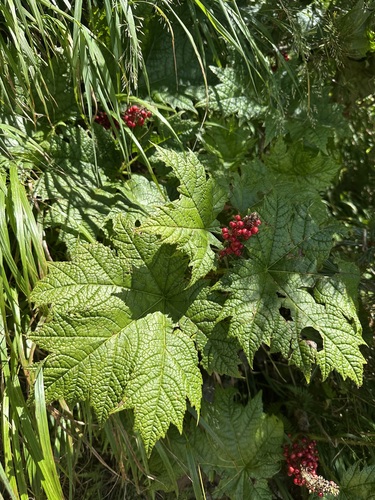 Oplopanax japonicus (Oplopanax japonicus)