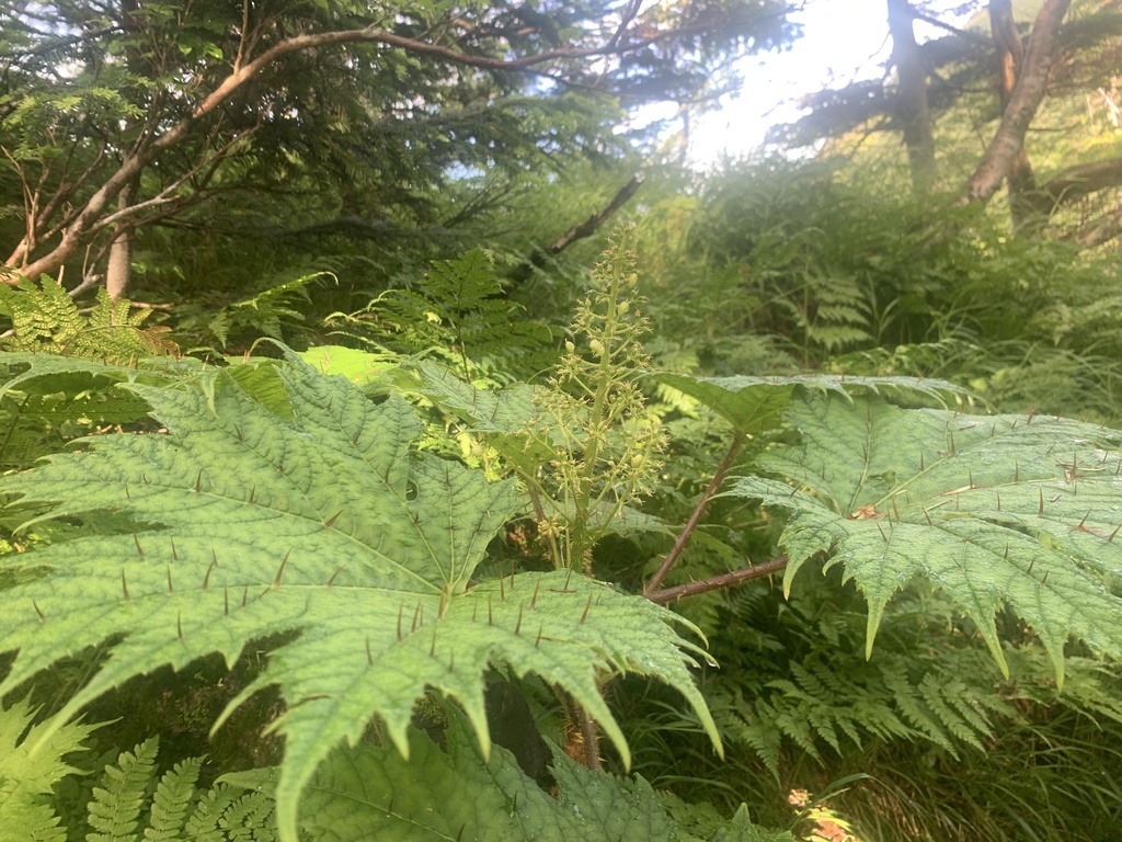 Oplopanax japonicus (Oplopanax japonicus)
