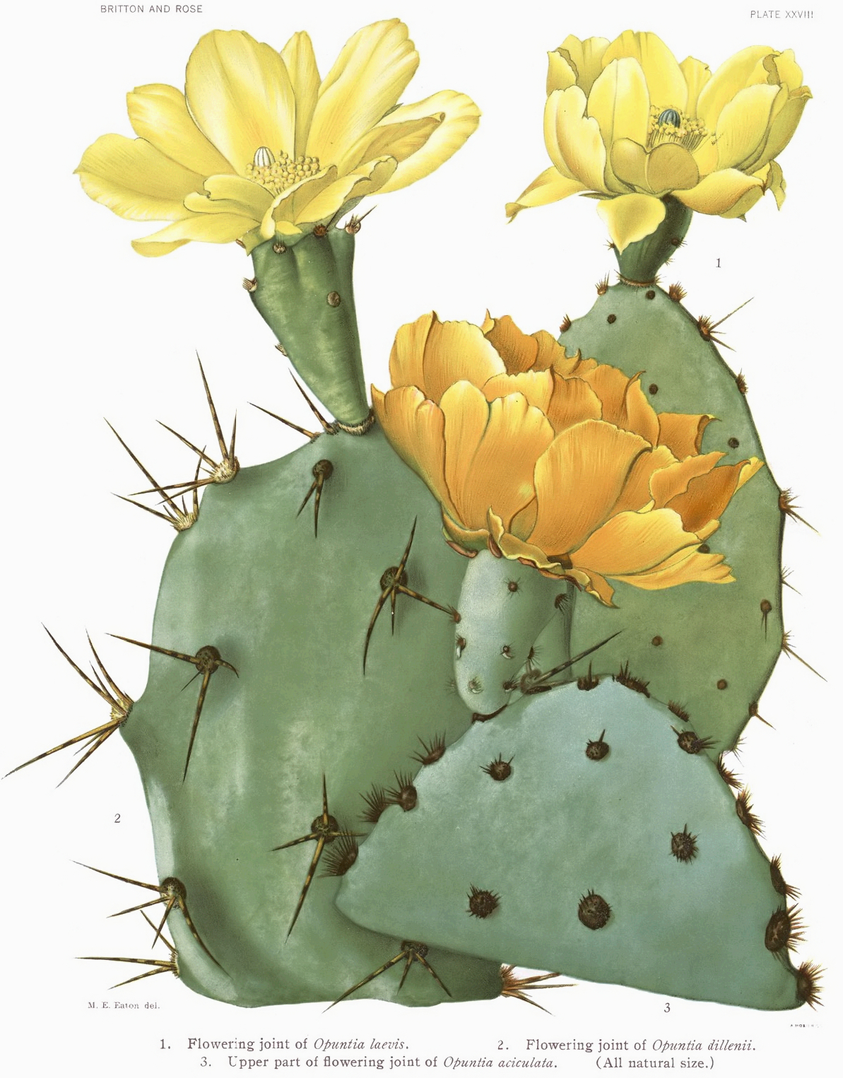 Chenille pricklypear: 1. Opuntia laevis, 2. Opuntia dillenii, 3. Opuntia aciculata.