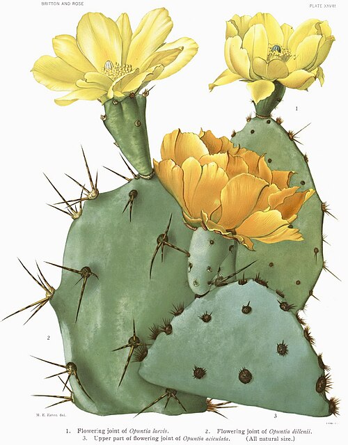 Chenille pricklypear: 1. Opuntia laevis, 2. Opuntia dillenii, 3. Opuntia aciculata.
