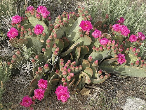 Beavertail pricklypear: beavertail cactus, Opuntia basilaris, White Mountains, elevation 1590 m