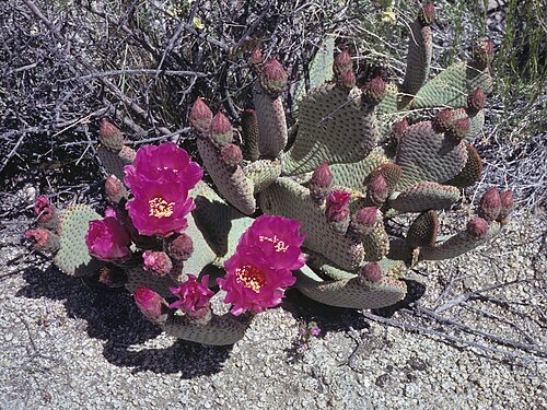 Beavertail pricklypear: beavertail cactus, Opuntia basilaris in flower behind Deep Springs College, Inyo Mountains, elevation 1625 m (5325 ft), May 1980. From Kodachrome-64 color trans