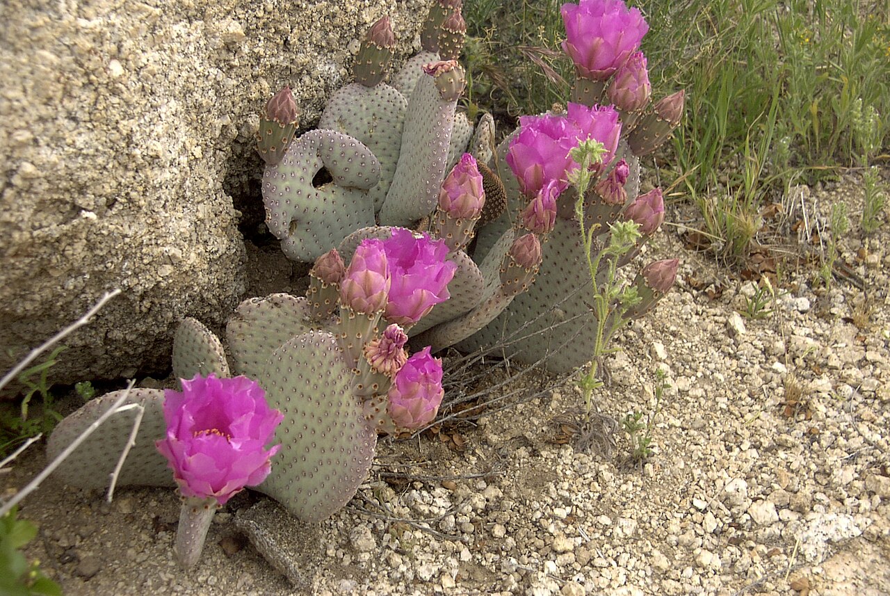 Beavertail pricklypear: Beaver Tail Cactus Opuntia basilaris , Mojave Desert, CA, USA. Mojave Desert