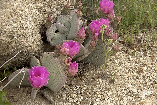 Beavertail pricklypear: Beaver Tail Cactus Opuntia basilaris , Mojave Desert, CA, USA. Mojave Desert
