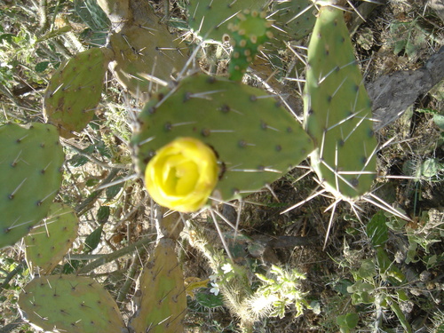 Opuntia caracassana (Opuntia caracassana)