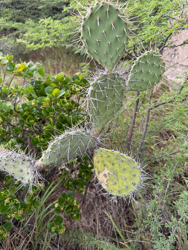 Opuntia caracassana (Opuntia caracassana)