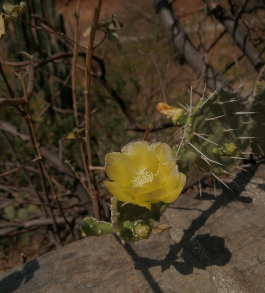 Opuntia caracassana (Opuntia caracassana)