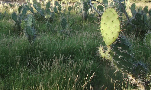 Opuntia caracassana (Opuntia caracassana)
