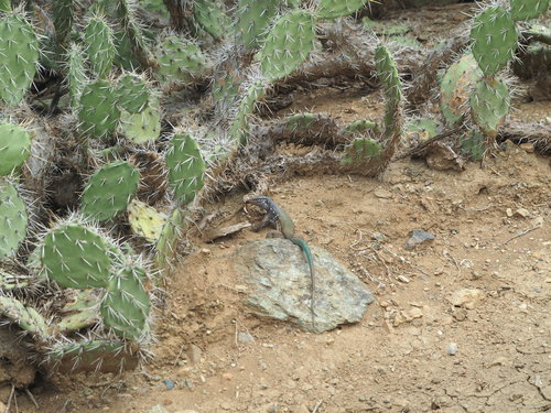 Opuntia caracassana (Opuntia caracassana)